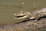 Caño Negro